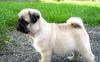 Amazing Pug Puppies Ready For Sale превью 973730.