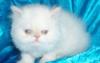 Продаю персидских котят превью 974953.