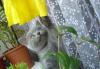 Британские котята превью 977911.
