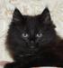 Котёнок в добрые руки превью 979668.