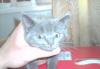 Продажа   котят превью 1016859.