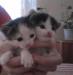 Красивые котята бесплатно превью 1104420.