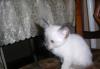 Сиамский котёнок - несчастный ребёнок превью 1110034.