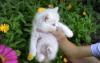 Котята Британской породы превью 1115018.