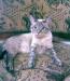 Котик Балинезийской породы превью 1118623.
