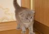 Котята,приученные к туалету превью 1123516.
