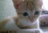 Отдам котенка в добрые руки превью 1130095.