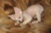 Котик породы Девон-рекс превью 1136961.