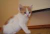 Симпатичные котята 1,5 мес. ищут хозяина превью 1143904.