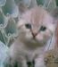 Британский котёнок.Синеглазый.Не дорого превью 1162451.