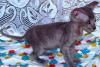 Котята петербургского сфинкса превью 1165159.