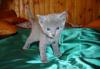 Русской голубой кошки котята превью 1166520.