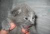 Котенок от русской голубой превью 1171230.