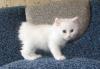 Котят породы курильский бобтейл превью 1175846.