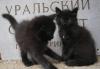 Отдам пушистого котенка-мальчика превью 1181761.