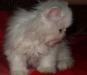 Персидские котята превью 1021544.