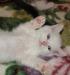 Белый медвежонок - котик породы селкирк-рекс превью 1021785.