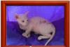 Котята Донского сфинкса превью 1022489.