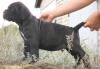 Cane corso превью 1025656.