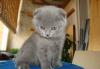 Котята превью 1026912.