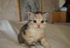 Котята превью 1026926.