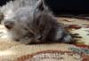 Великолепные британские котята. Недорого превью 1217846