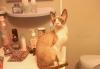 Котик корниш-рекс приглашает на вязки превью 1226880.