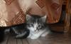 Котята 2 мес. ищут любящих хозяев превью 1237249.