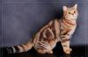 Рисунчатые британские котята превью 1257627.