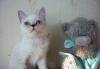 Бритнский котенок превью 1258641.