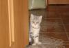 Шотландские котята превью 1260438.