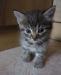 Отдам очень одинокого котенка превью 1260777.