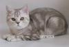 Британские короткошерстные котята превью 1285825.