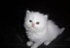 Котята персидские чисто белые превью 1290644.