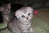 Котик скоттиш фолд превью 1297900.