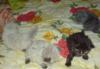 Персидские котята превью 1299776.