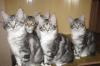 Клубные котята Мейн Кун превью 1036679.