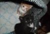 Котята от чемпиона Сибири превью 1302413.
