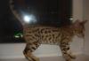 Бенгальский котенок превью 1302830.