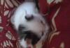 Отдам котенка в хорошие руки превью 1341442.