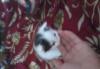 Отдам котёнка в хорошие руки превью 1341446.