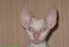 Котята корниш рекс превью 1347195.