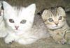 Котята породы Скотиш-фолд превью 1350920.