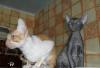 Котята корниш-рексы превью 1367055.