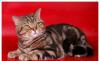 Коты для вязок превью 1395641.