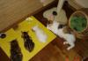 Котята шоу класса курилский бобтейль превью 1044185.
