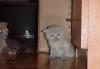 Скоттиш-фолд котята с родочловной превью 1405380.
