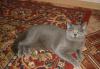 Шотландские котята (Скоттиш страйт) превью 1409436.