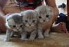 Котята ждут вас.) превью 1410668.