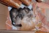 Котенок превью 1416132.